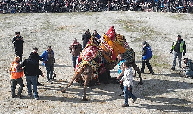 Burhaniye’de Hasat Festivali İçin Geri Sayım Başladı