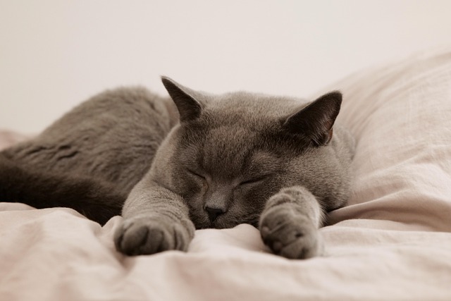 1 Paket Kedi Dilinde Kaç Tane Var? 1 Paket Kedi Dilinde Kaç Tane Var?