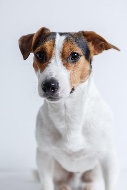 Evde Hangi Cins Köpek? Evde Hangi Cins Köpek?