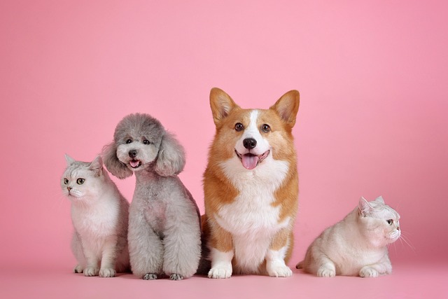Evde Hangi Cins Köpek? Evde Hangi Cins Köpek?