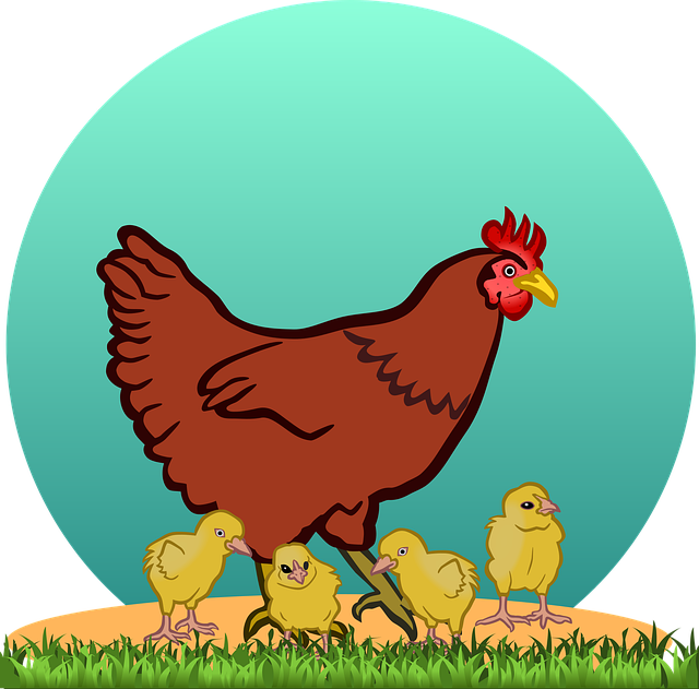 Siyah Tavuk Hangi Hastalığa İyi Gelir? Siyah Tavuk Hangi Hastalığa İyi Gelir?